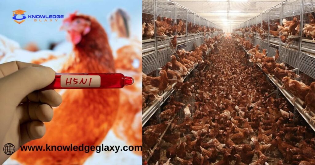 Bird flu farms