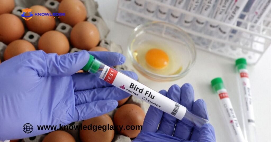 Bird flu farms Eggs