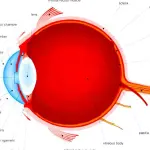 Structure and Function of Human Eye