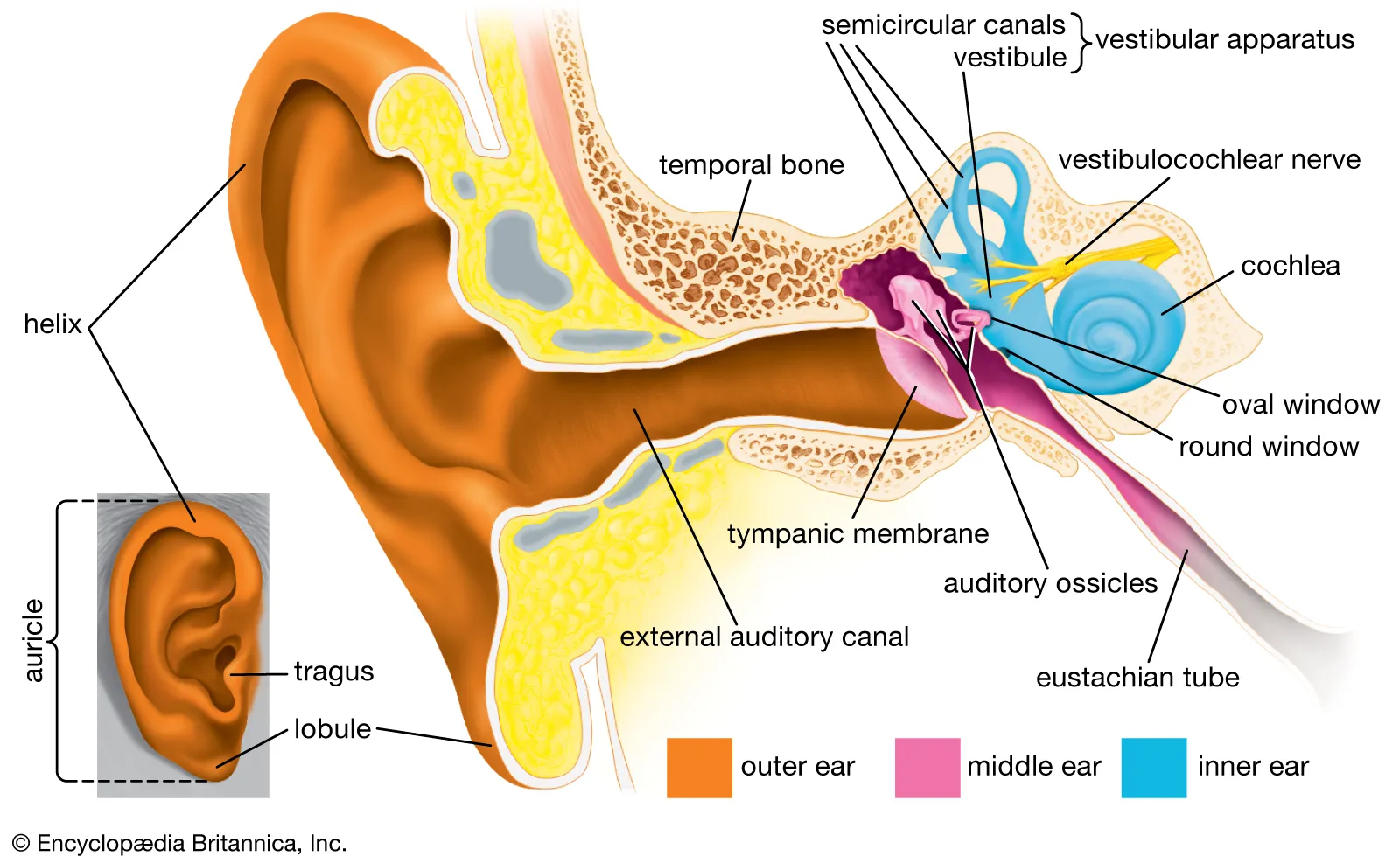 structure of ear