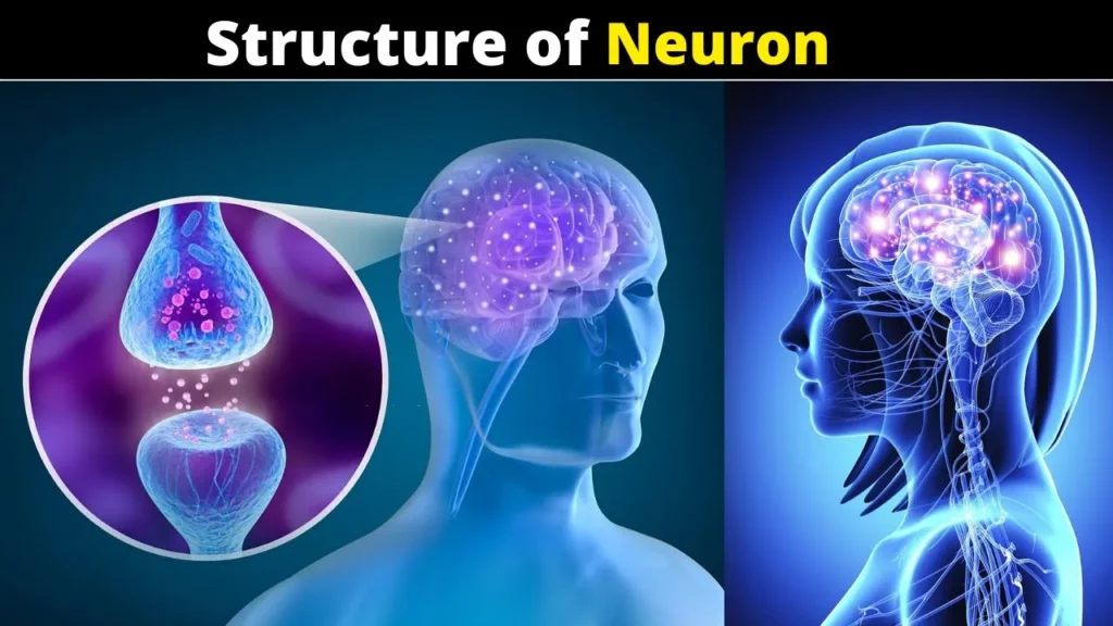 Structure of Neuron