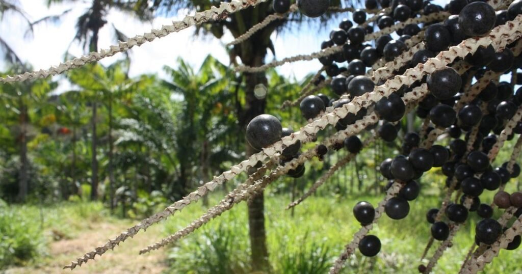 acai palm tree