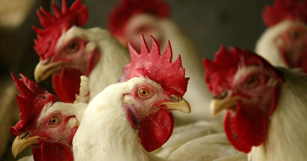 Avian hens Influenza