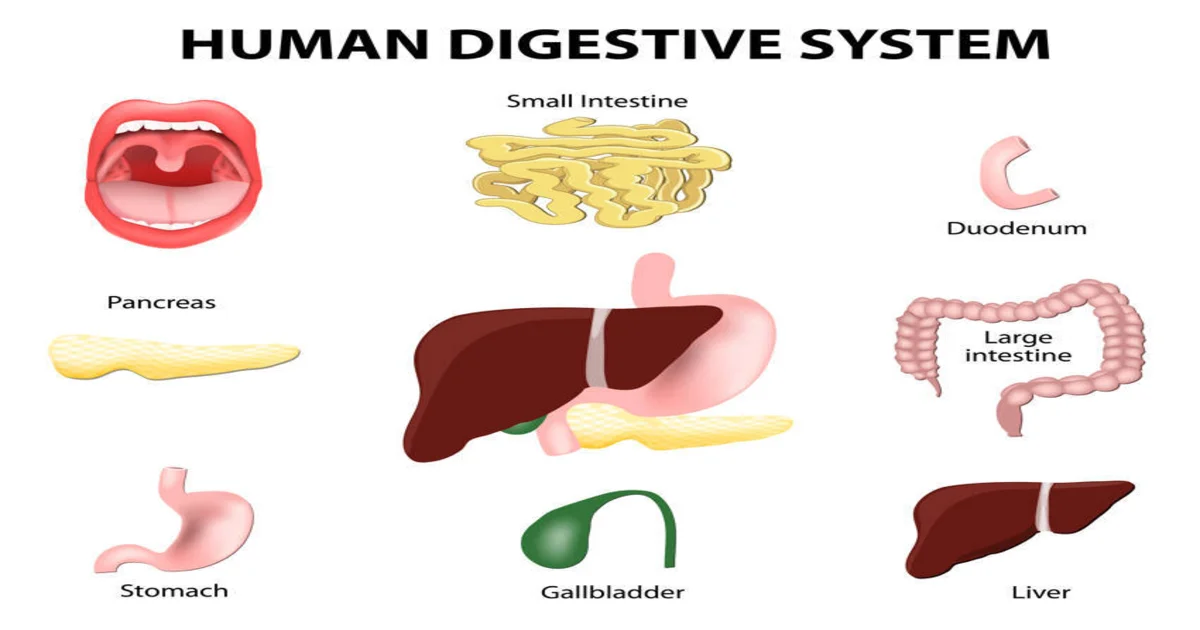 Signs of Digestive System Problems