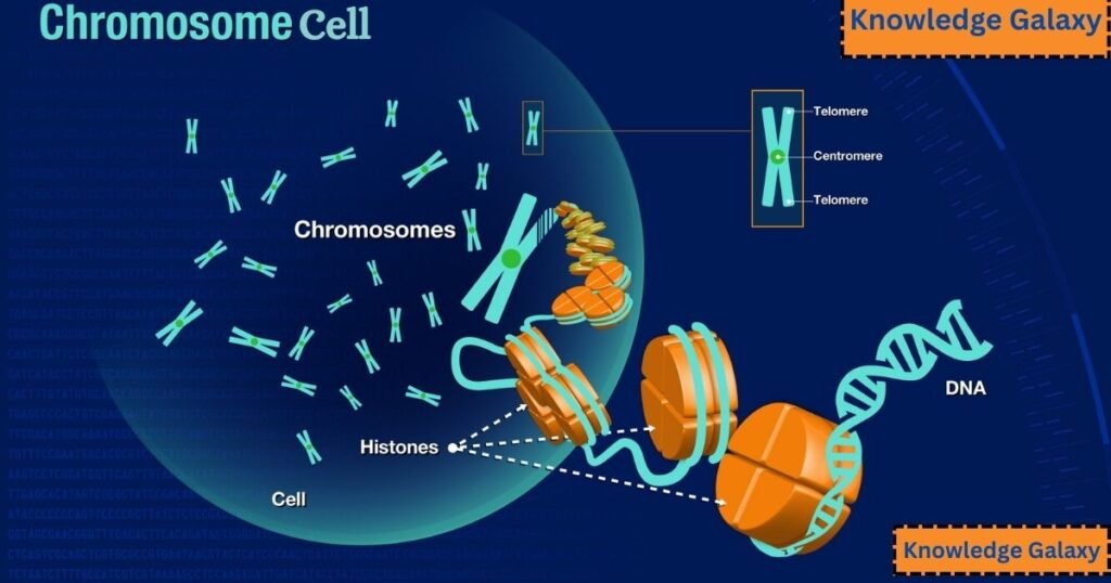 Chromosomes Fact Sheet