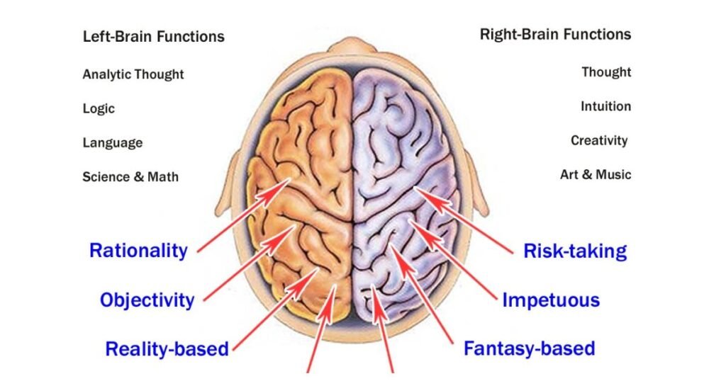 Quotes about Right brain left brain