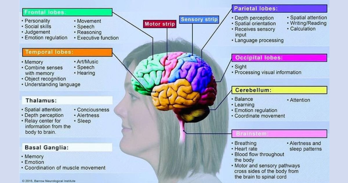 Structure of Human Brain and Function