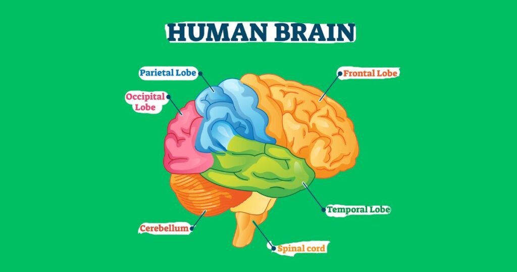 6 Parts of Human Brain