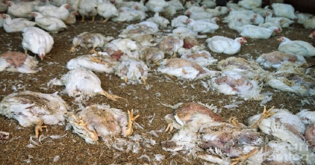 Avian influenza Hen virus 2024 Poultry Farm in US