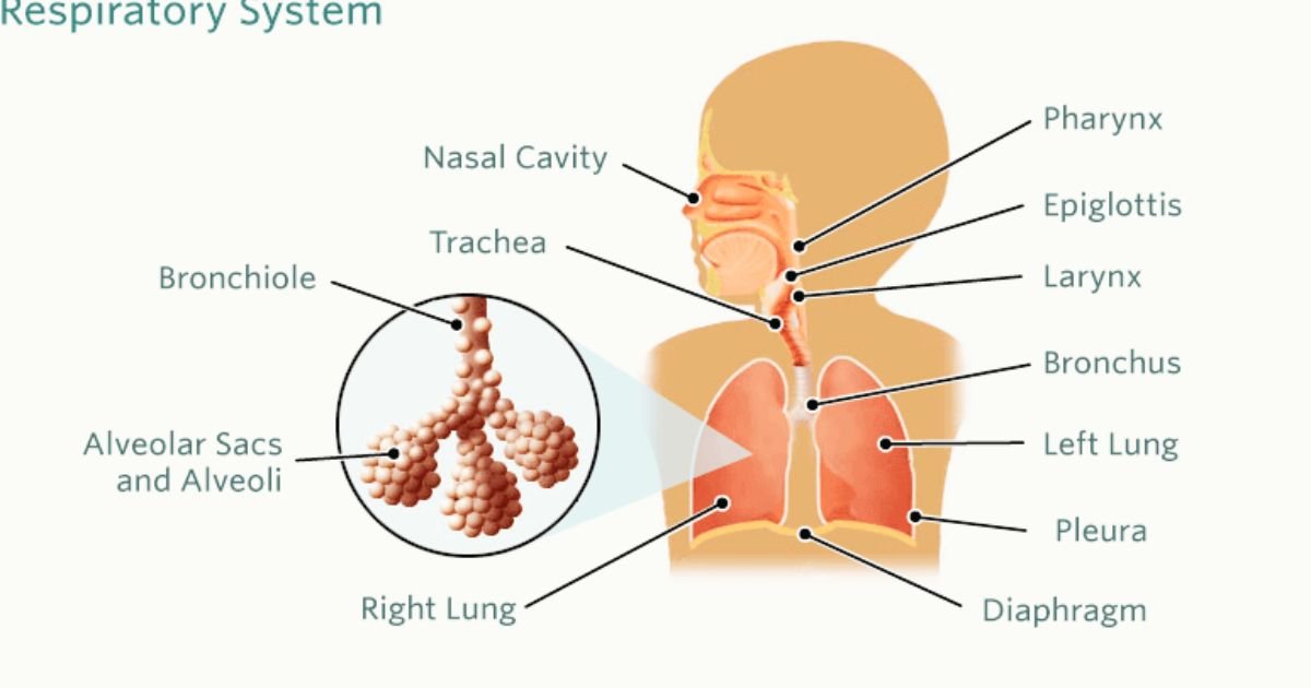 Pneumonia in Children