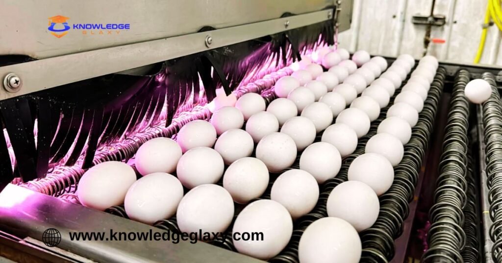 Avian flu is devastating farms in California's 'Egg Basket